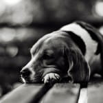 Собаки-Самоубийцы с моста Овертаун