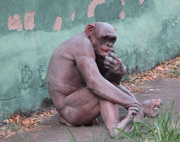 Шимпанзе Оливер