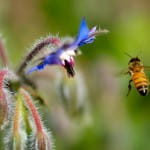 Эти Удивительные Пчёлы